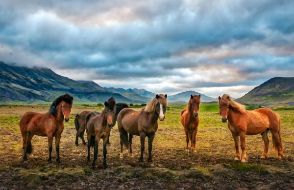 Iceland Voters Reject EU Membership Negotiations in Referendum