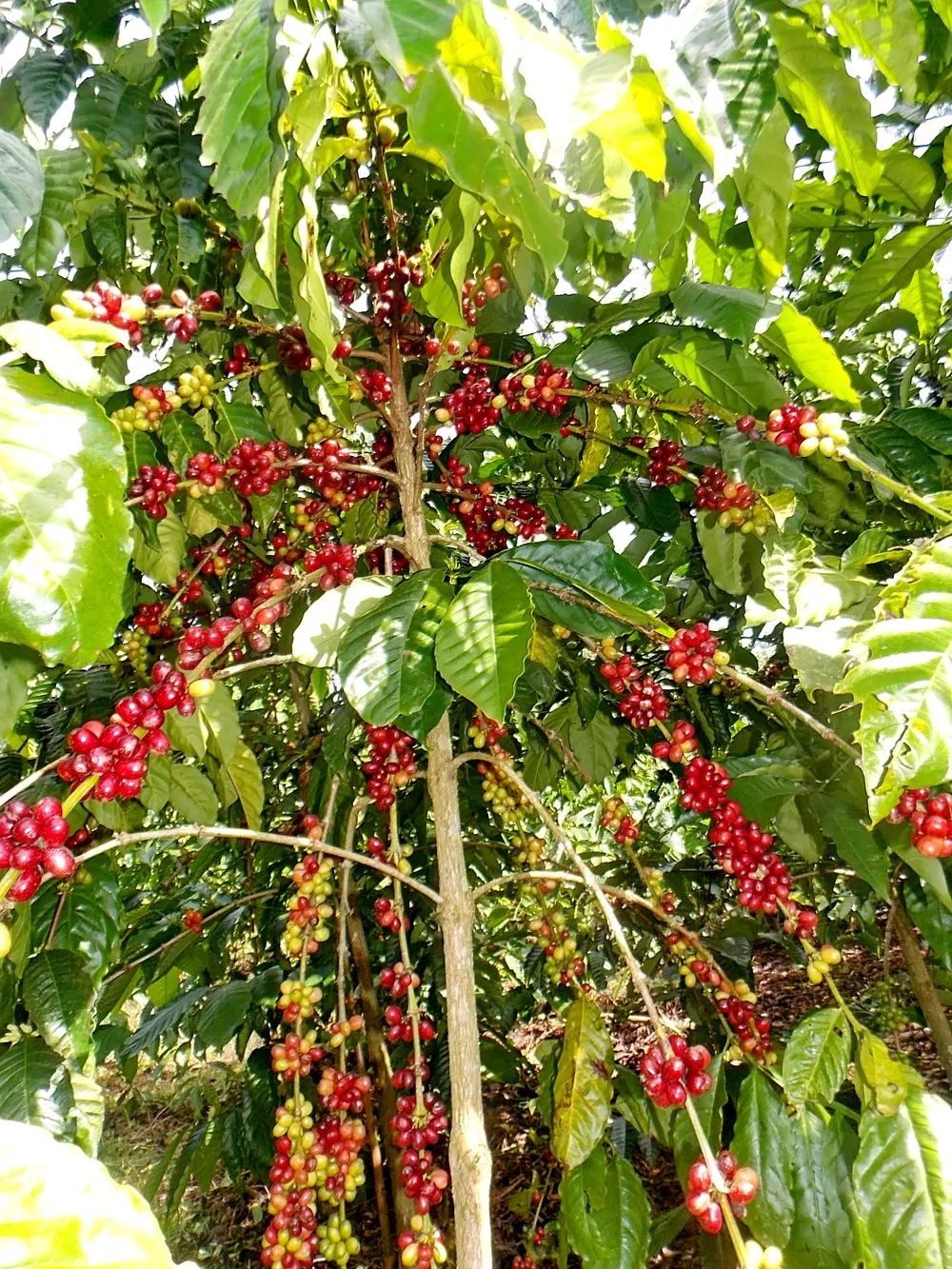 Pagar Alam, Indonesia