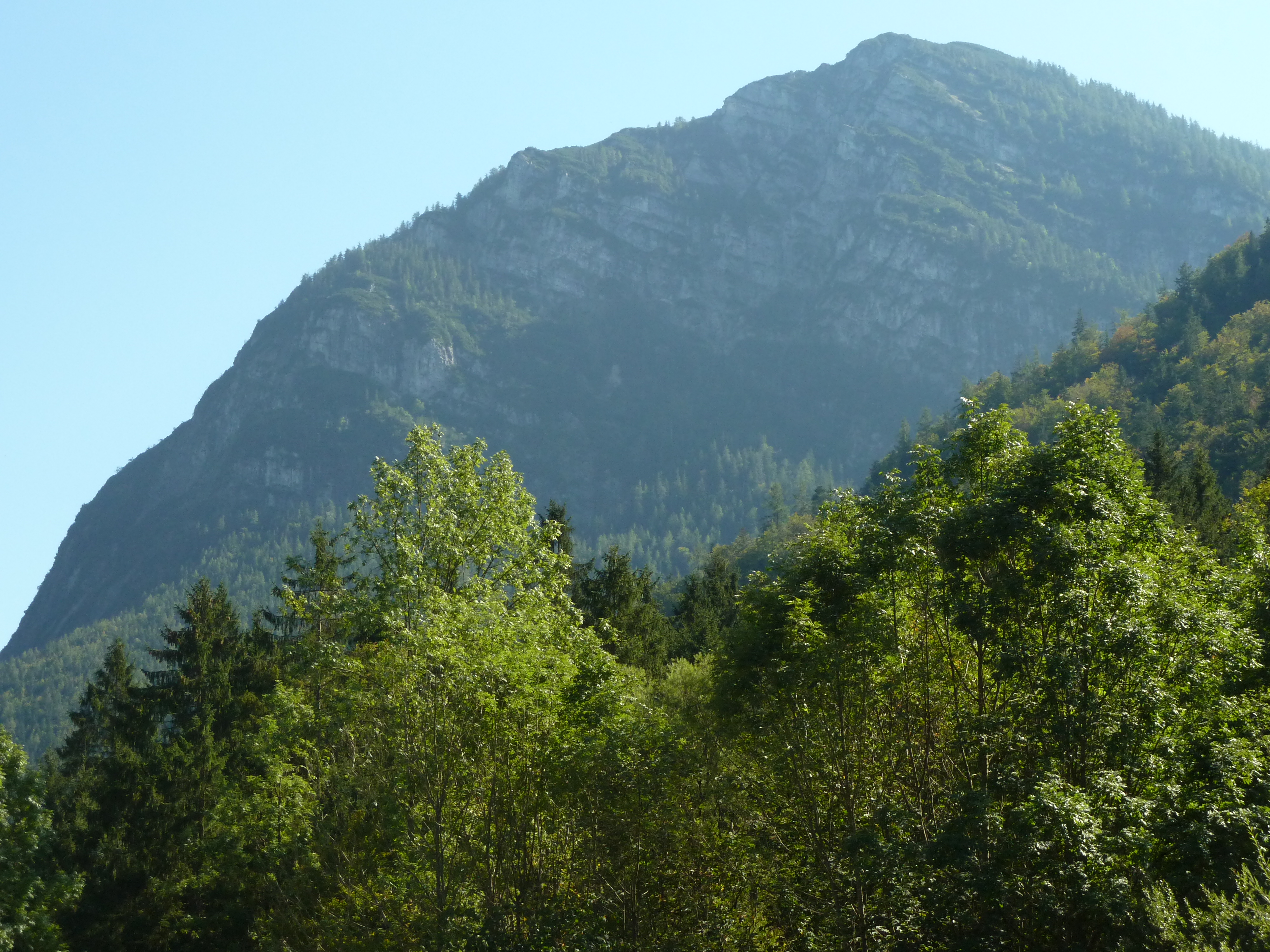 Ristfeuchthorn