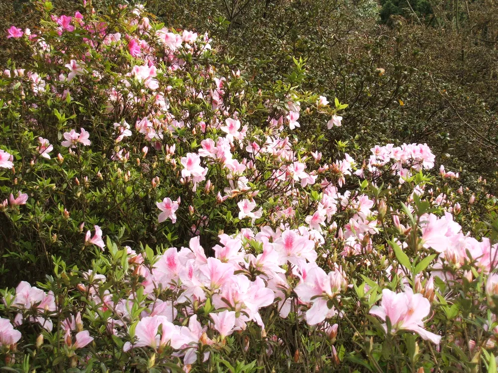 Yangmingshan National Park, Taiwan