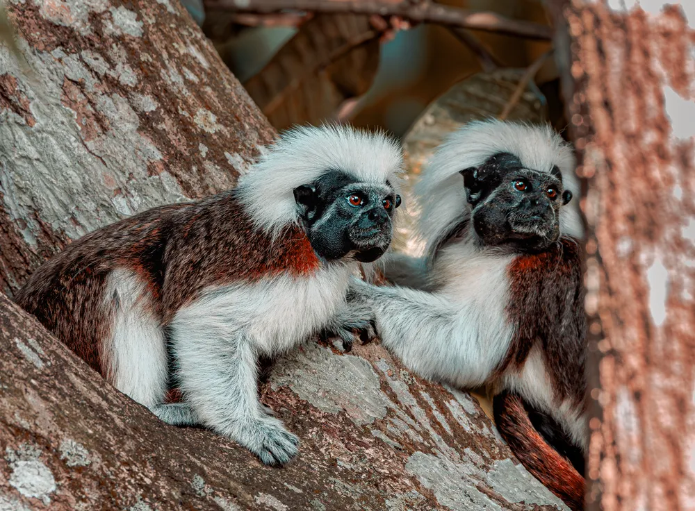 Tinigua National Natural Park, Colombia