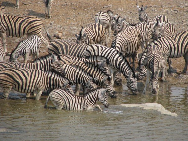 Etosha National Park, Namibia