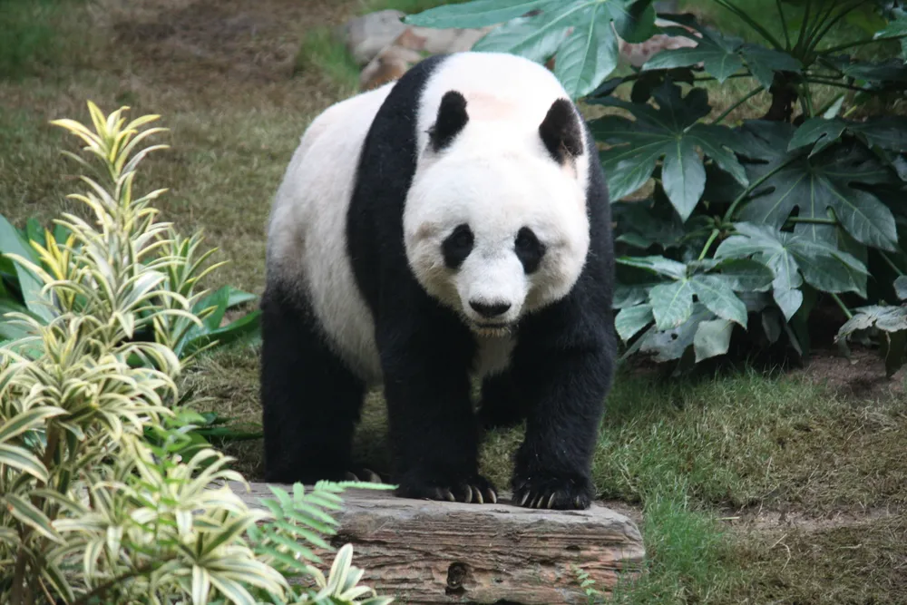 Two Giant Pandas Arrive at Atlanta Zoo Following U.S.-China Agreement