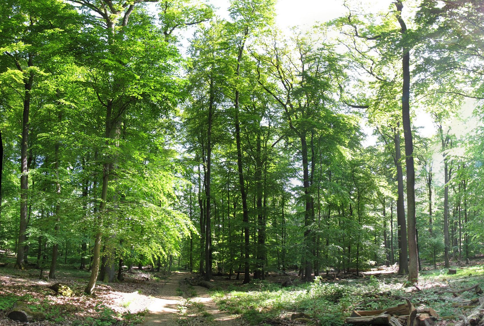 Rheinsteig