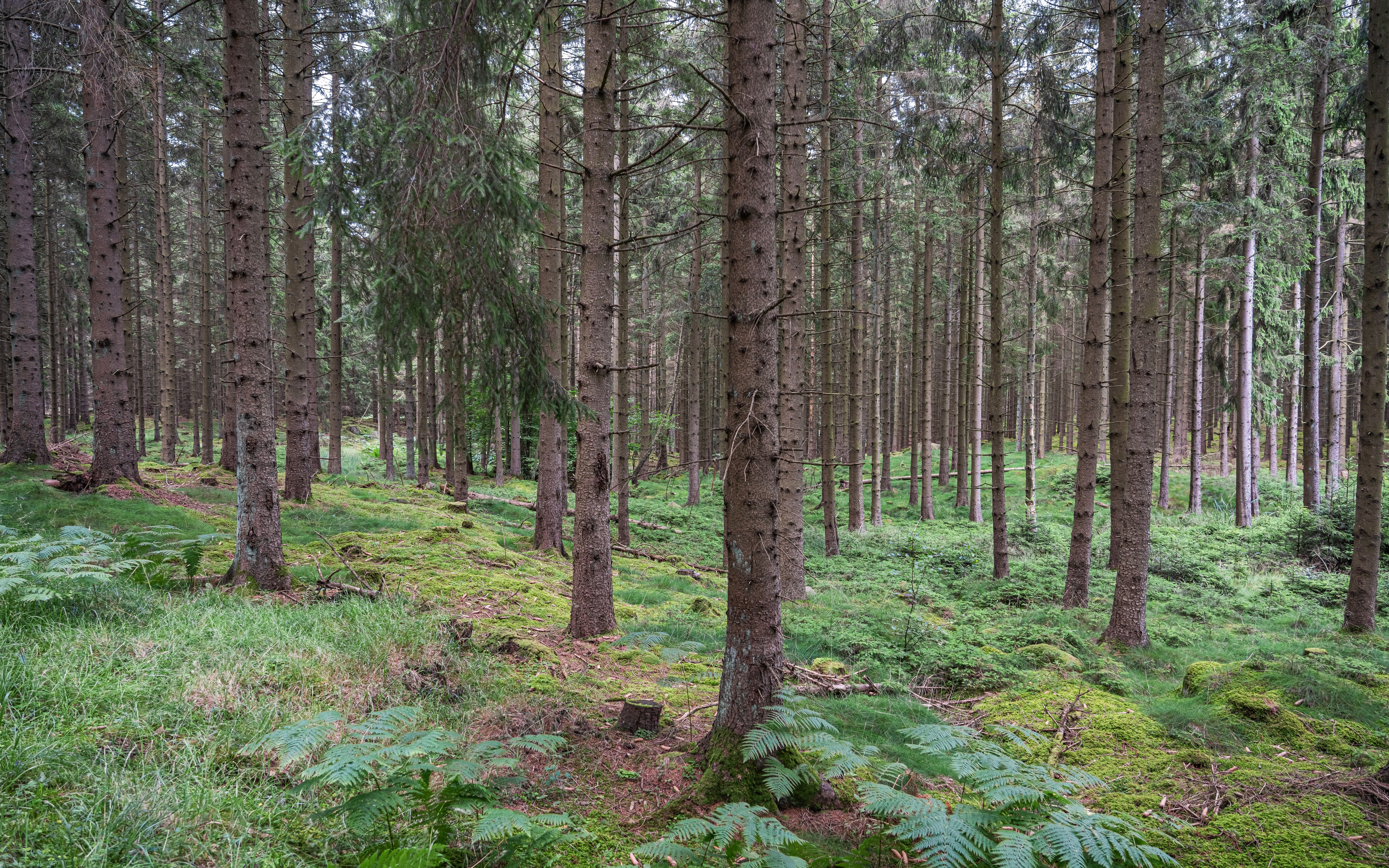 Almindingen, Denmark