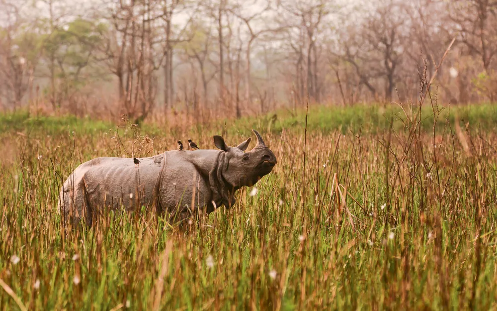 Orang National Park