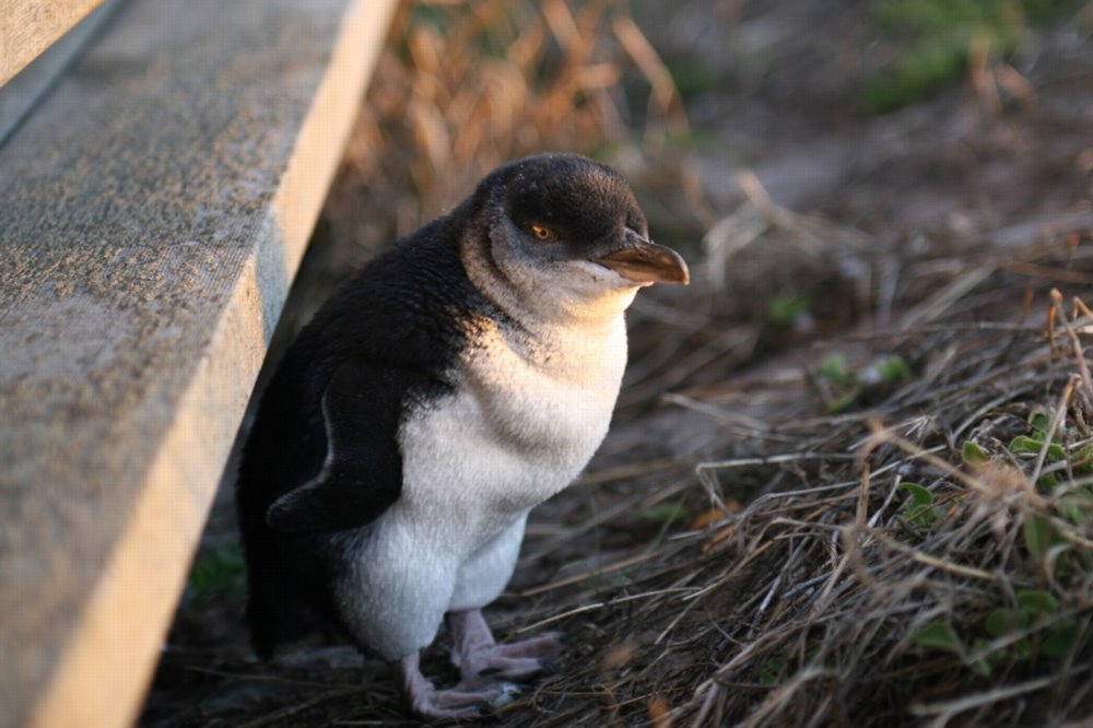 Phillip Island, Australia