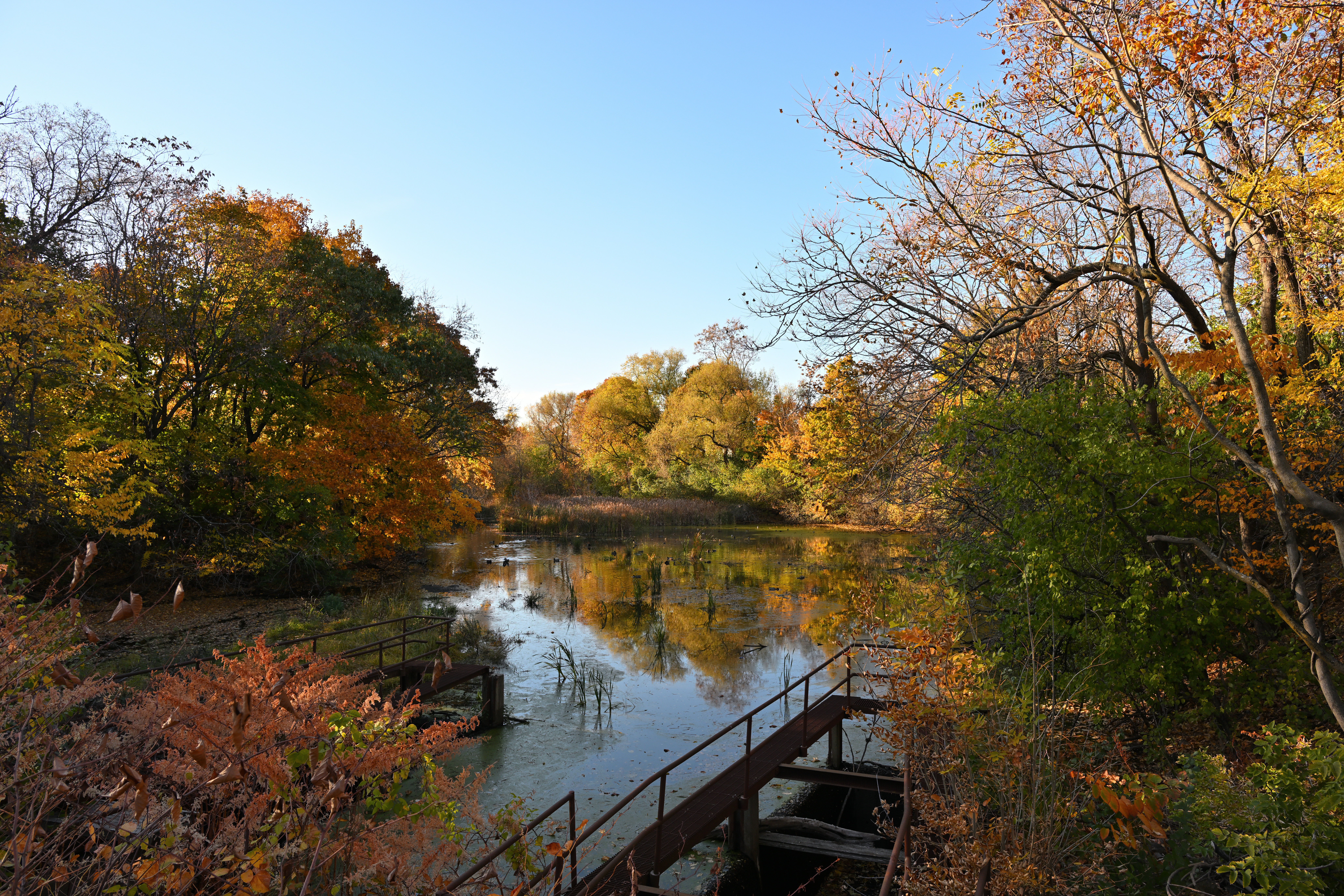 Sawins pond