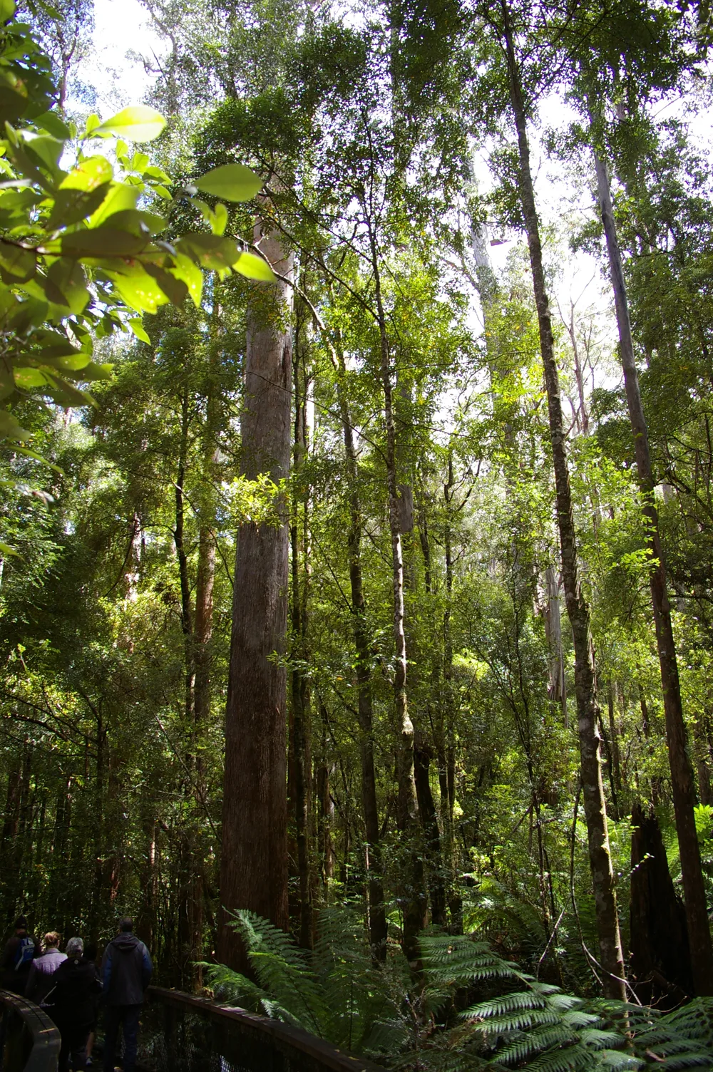 Hartz Mountains National Park, Australia