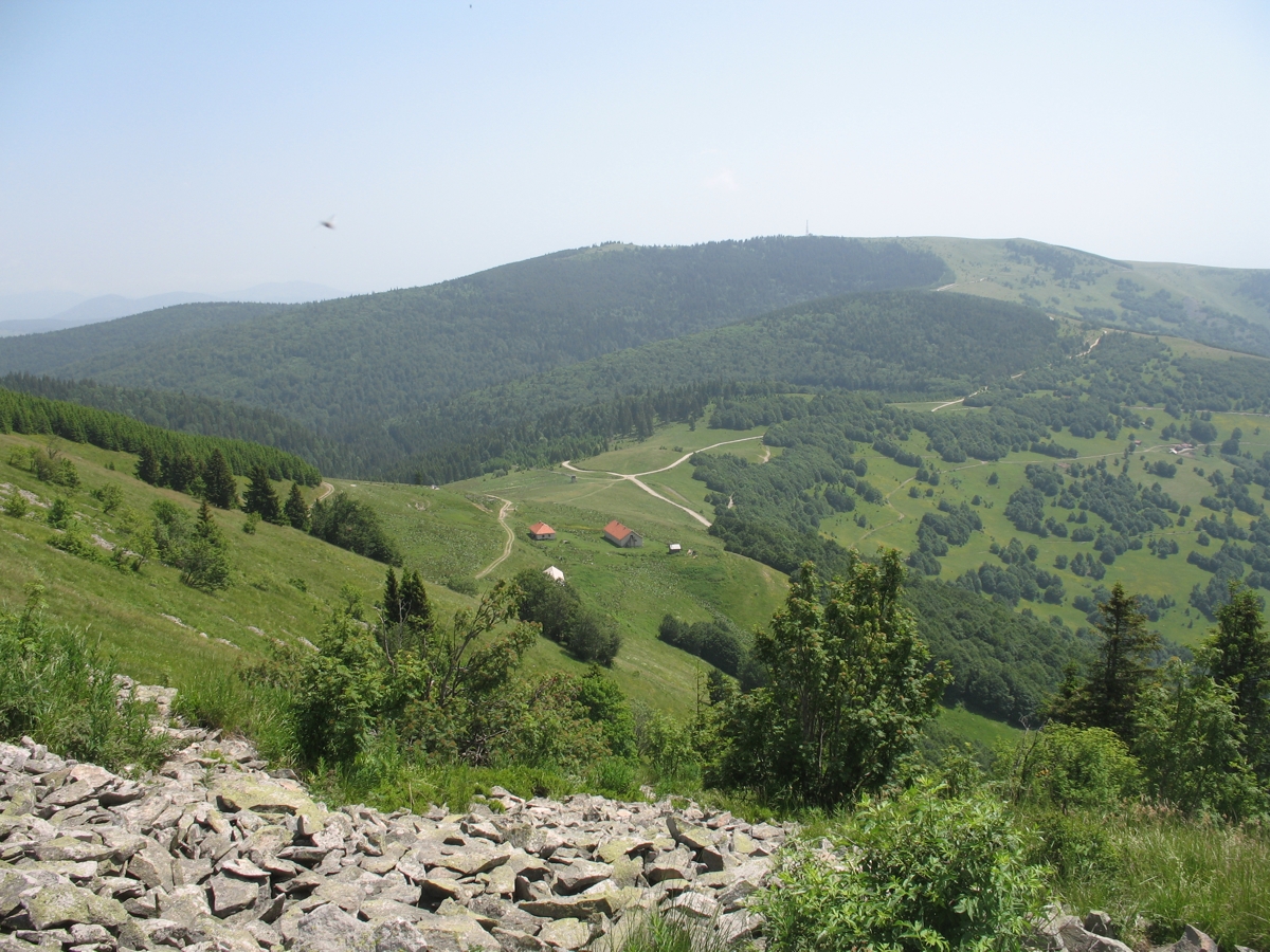 Golija