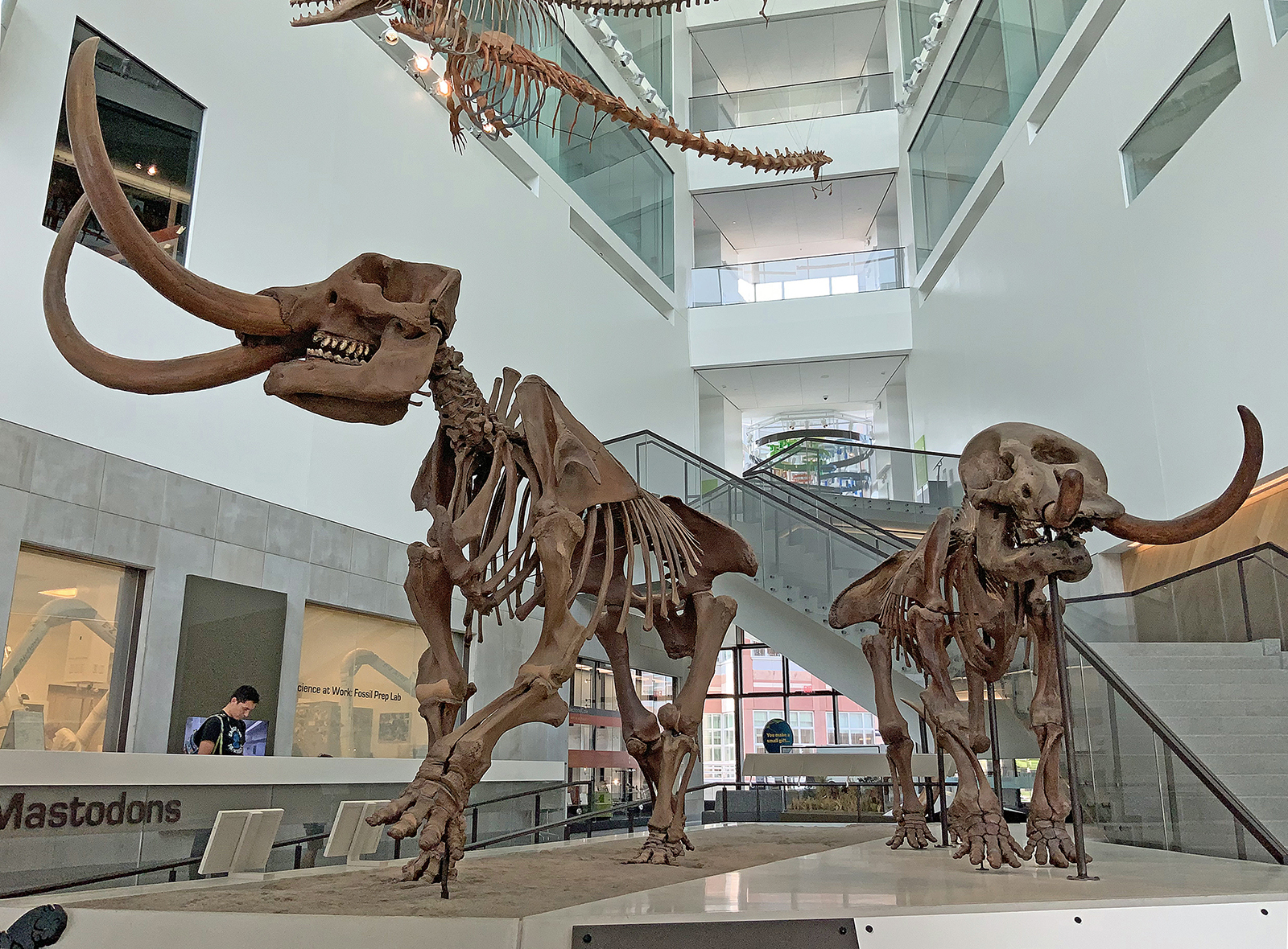 University of Michigan Museum of Natural History