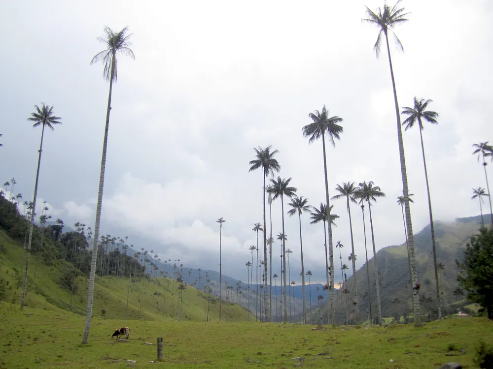 Cocora Valley, Colombia