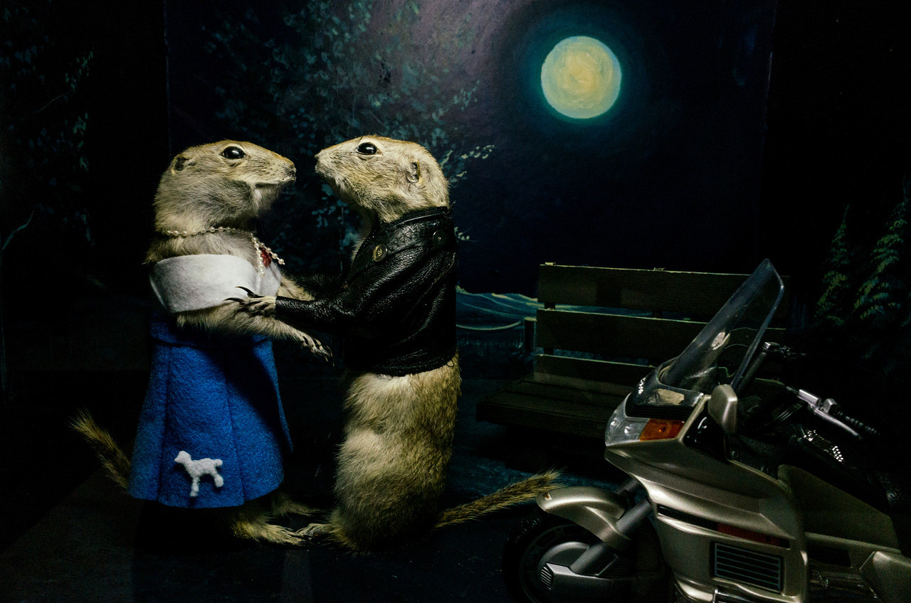 Torrington Gopher Hole Museum