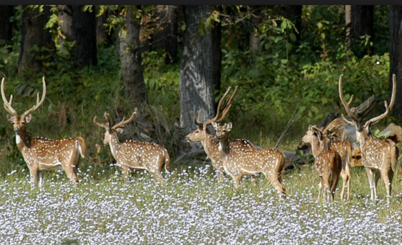 Shuklaphanta National Park, Nepal