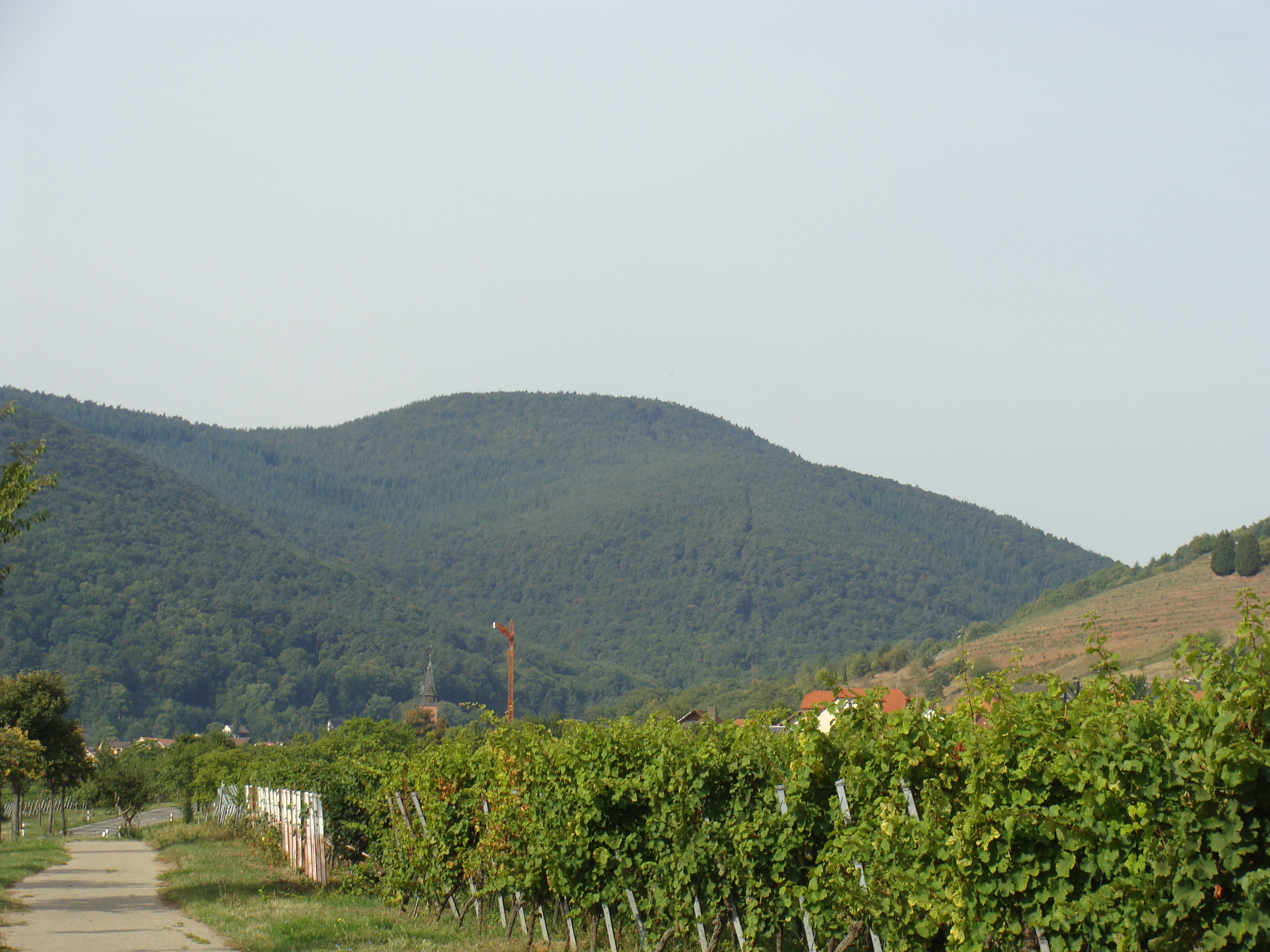 Hochberg (Haardt)