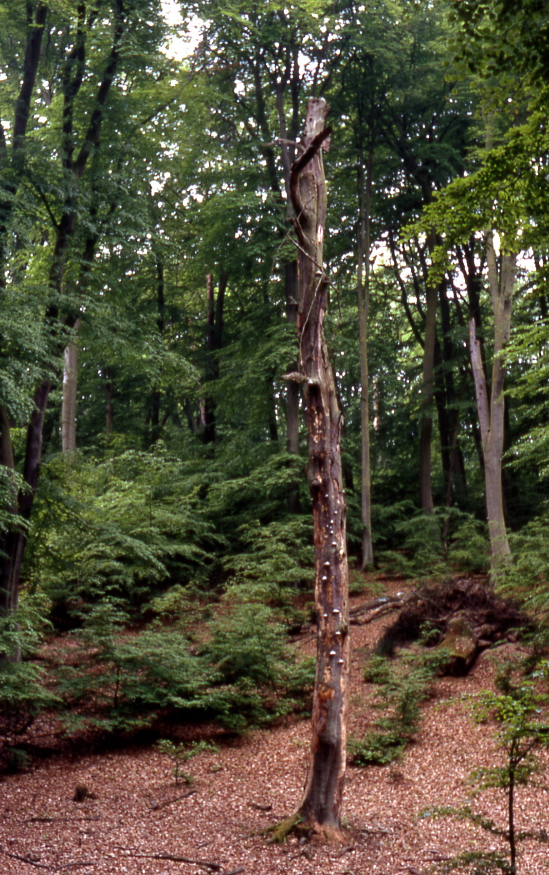 Serrahn Hills
