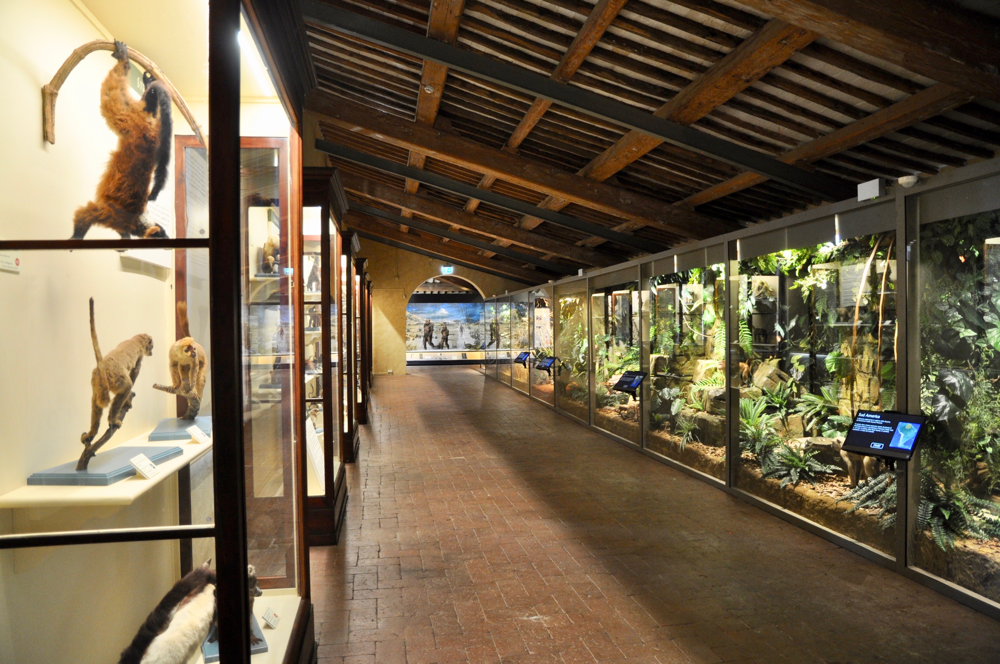 Natural History Museum of the University of Pisa