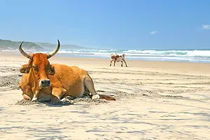 Qolora Mouth, South Africa