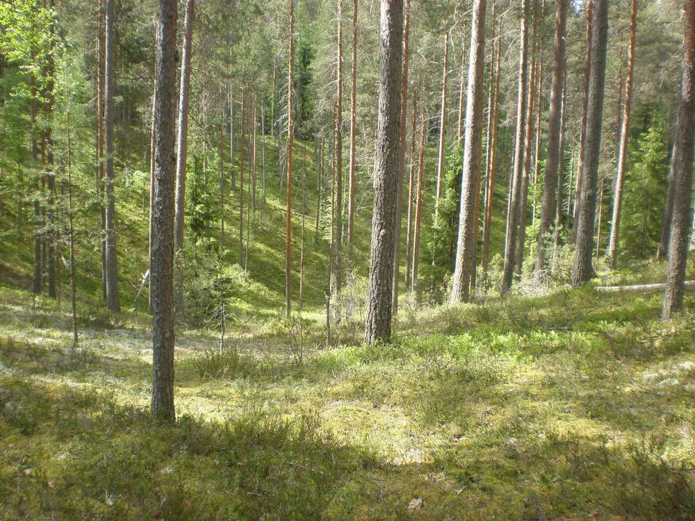 Leivonmäki National Park, Finland