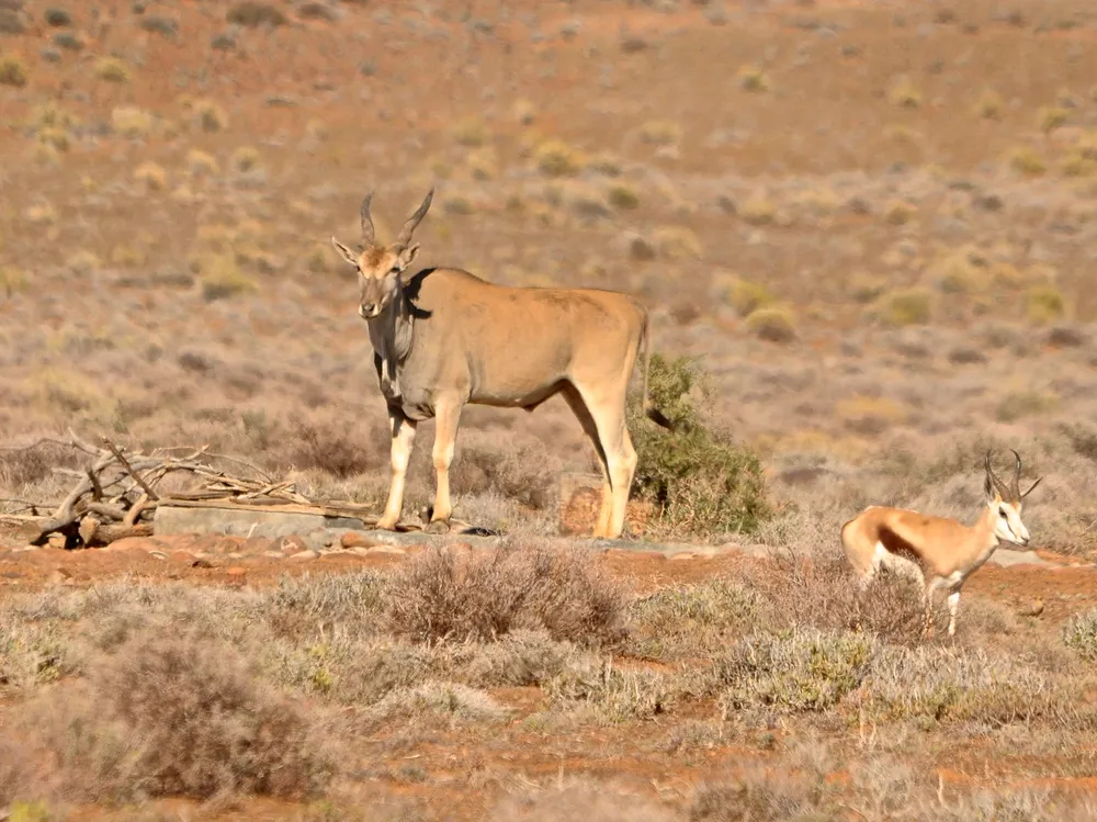 Tankwa Karoo National Park, South Africa