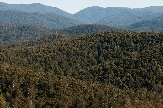 Errinundra National Park