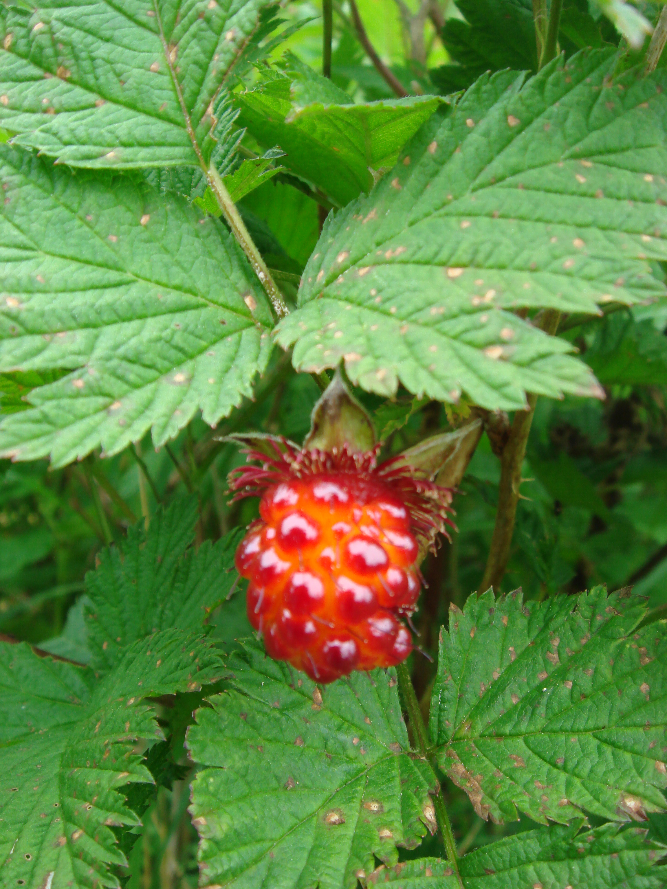 Raspberry Island