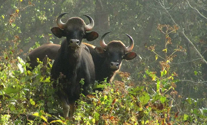 Parambikulam Tiger Reserve, India
