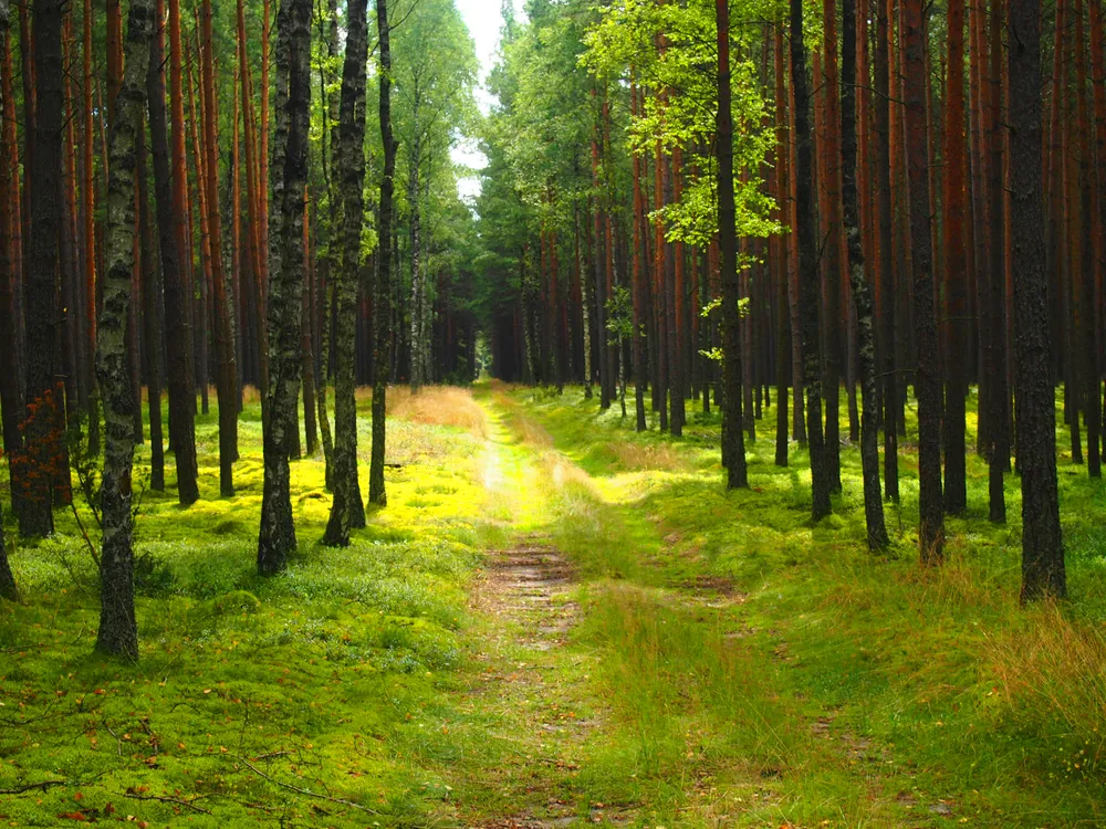 Tuchola Forest, Poland
