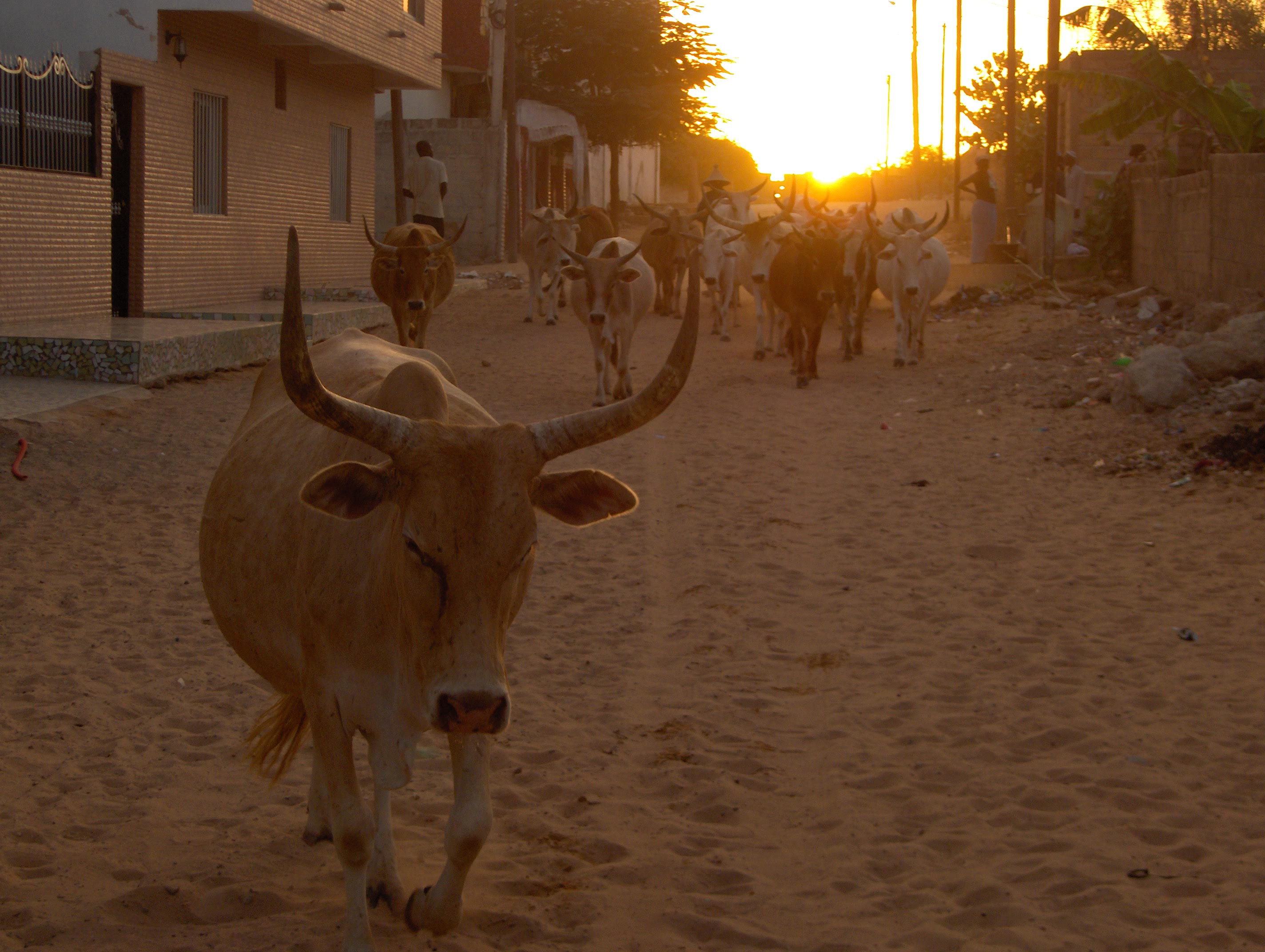 Mboro, Senegal