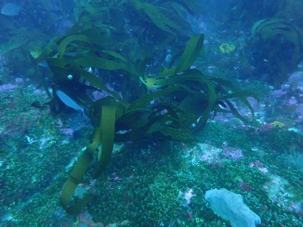 Diving the south coast of South Africa/Twelve Mile Bank, South Africa