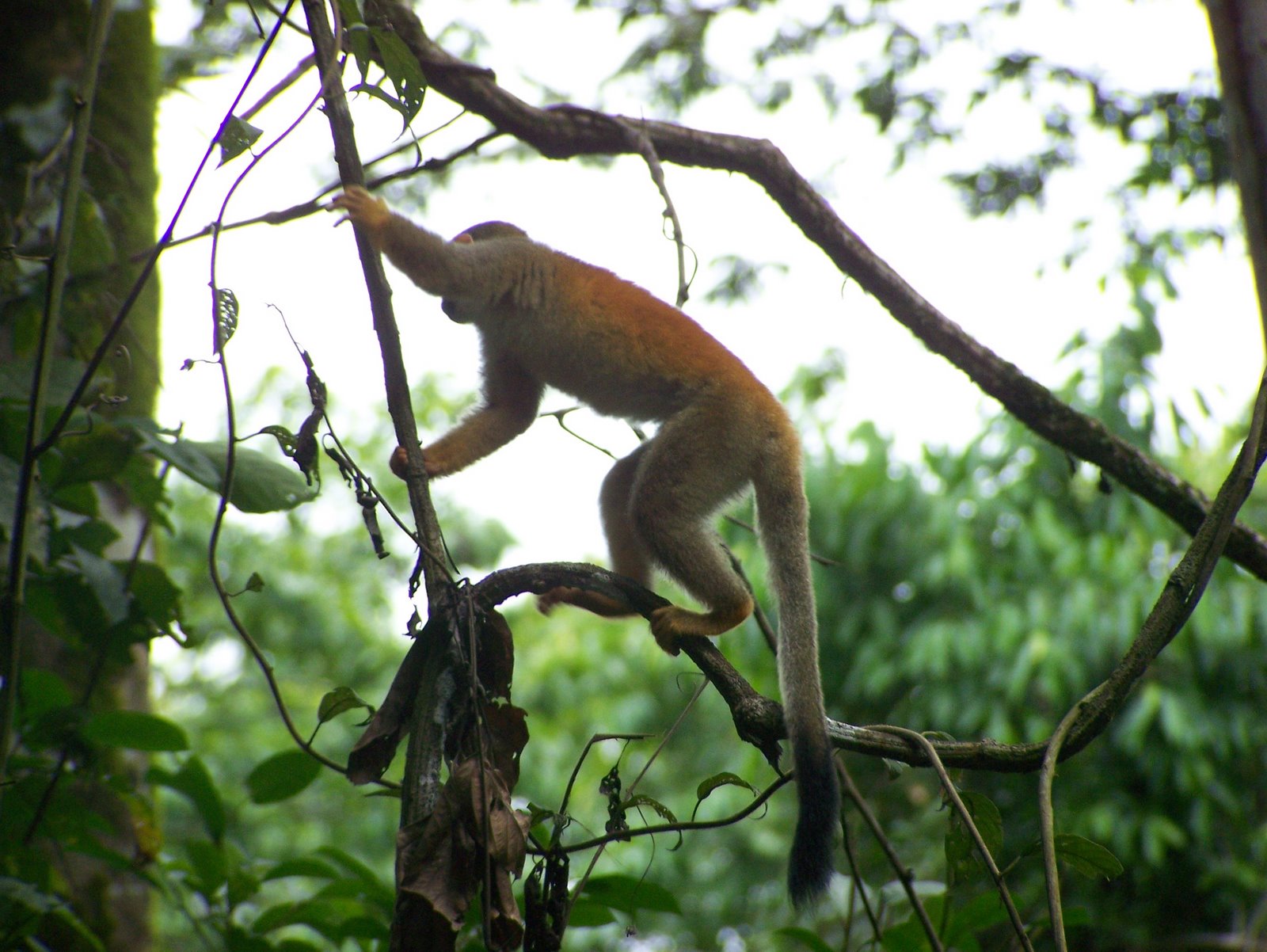 Manuel Antonio National Park, Costa Rica
