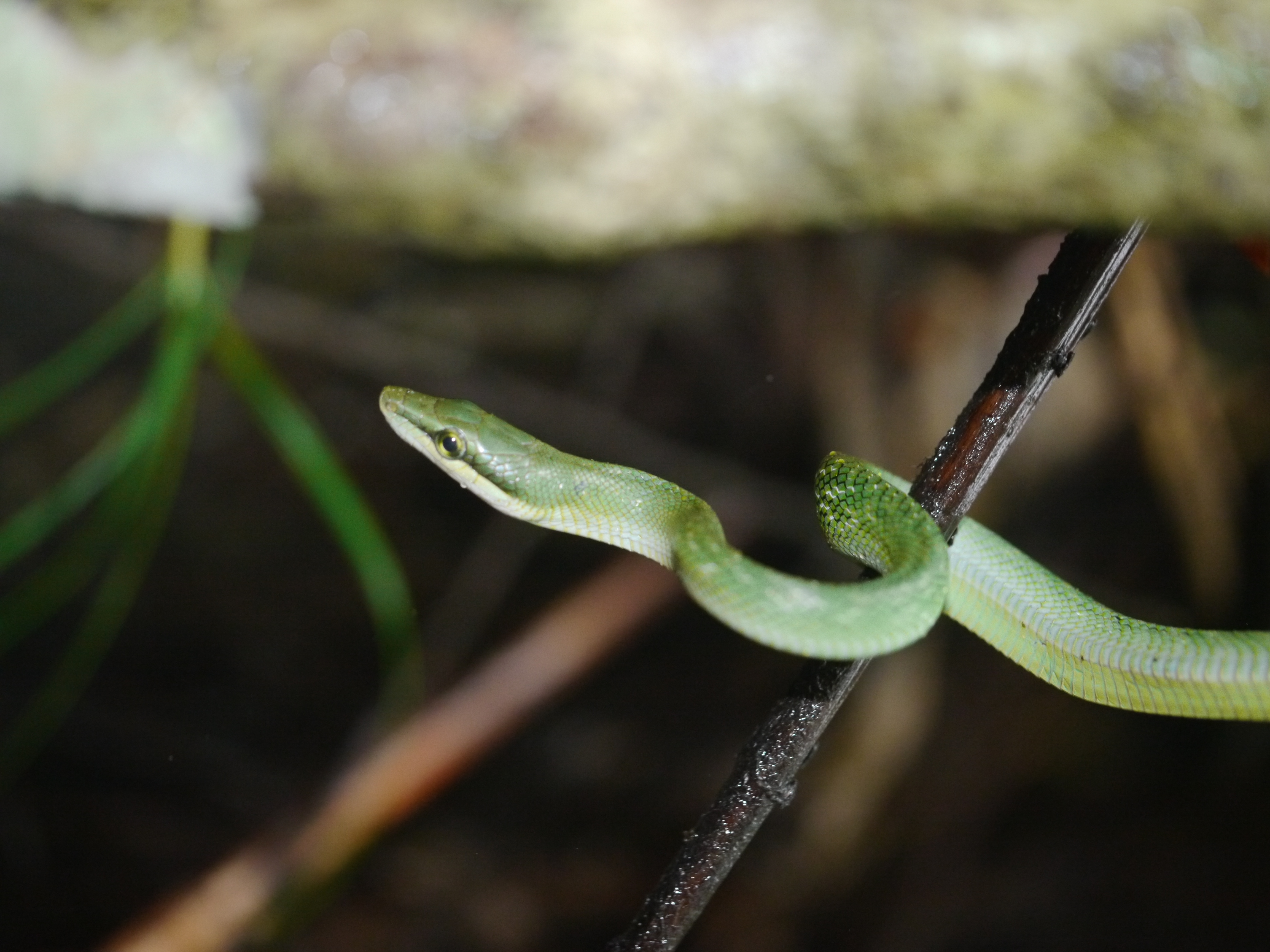 Dehing Patkai National Park