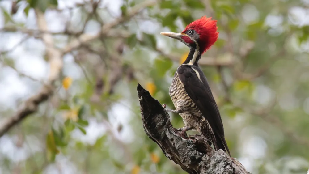 Calakmul Biosphere Reserve, Mexico