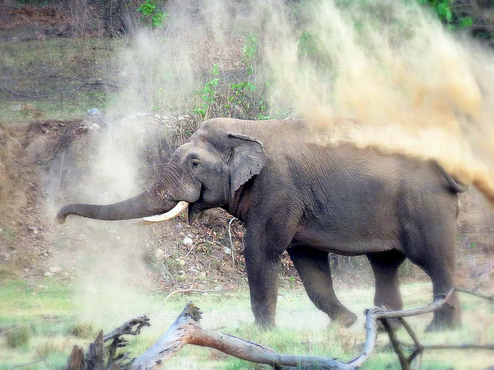 Rajaji National Park