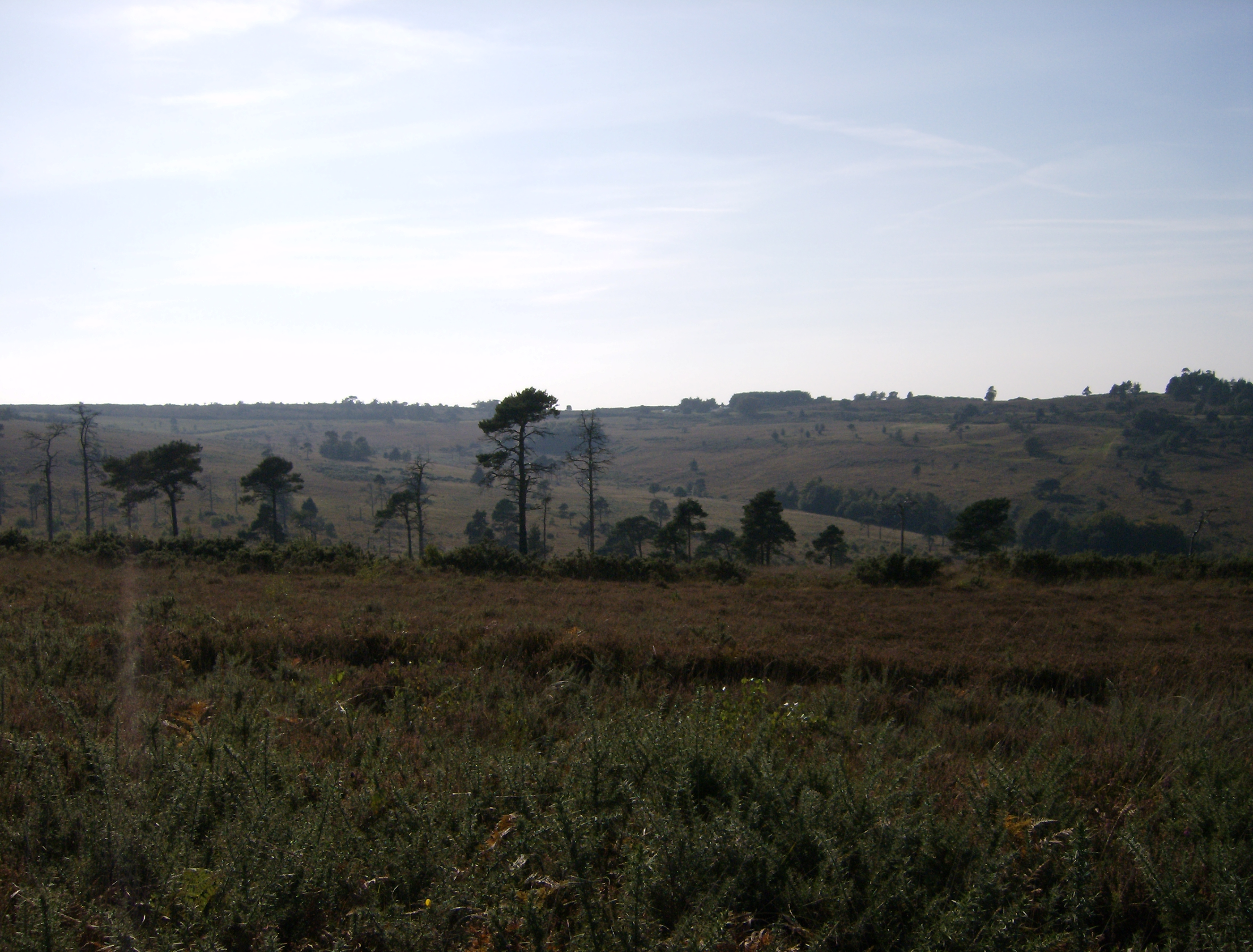 Ashdown Forest, United Kingdom