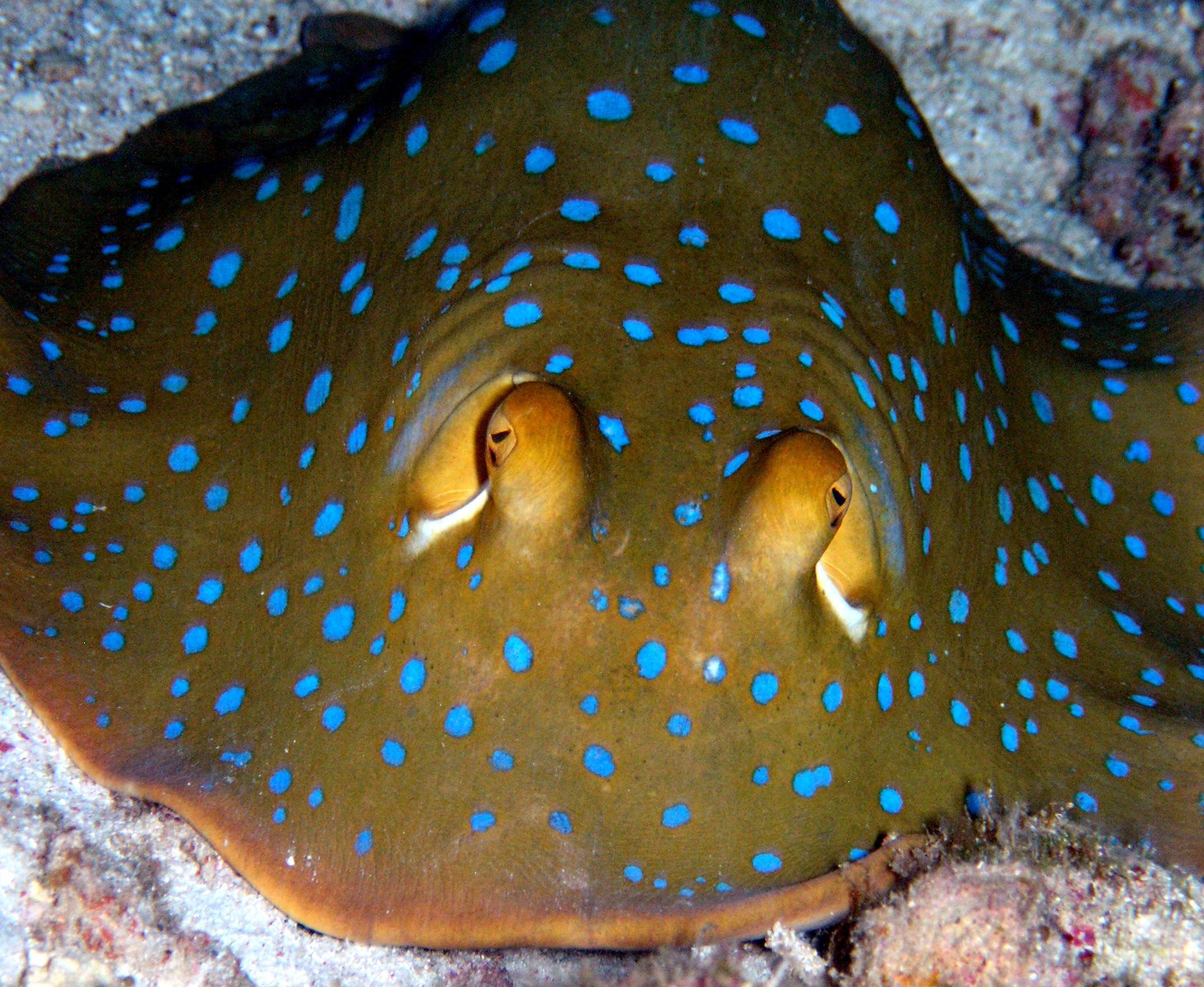 Swallow Reef, Malaysia