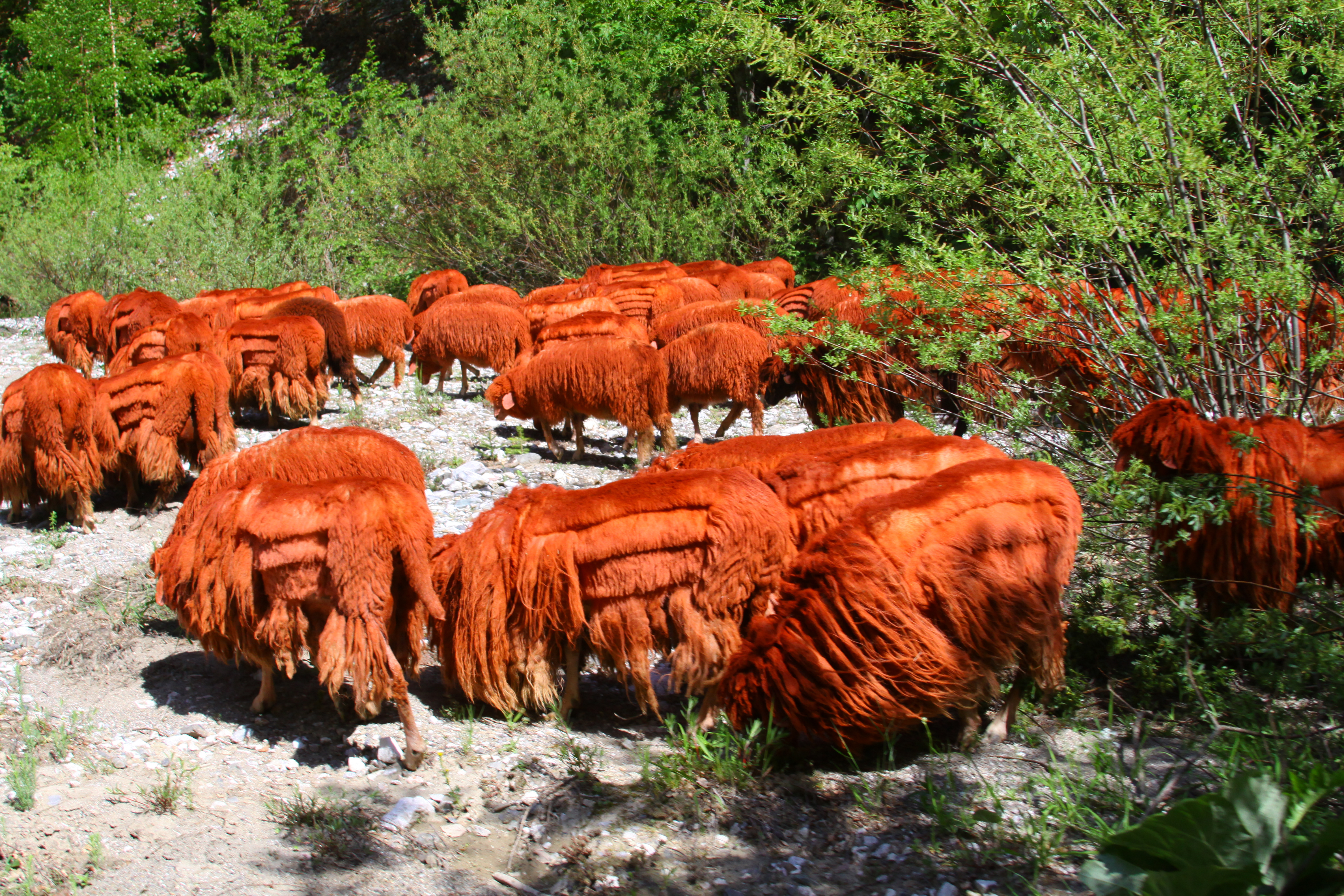 Rugova Mountains, Albania