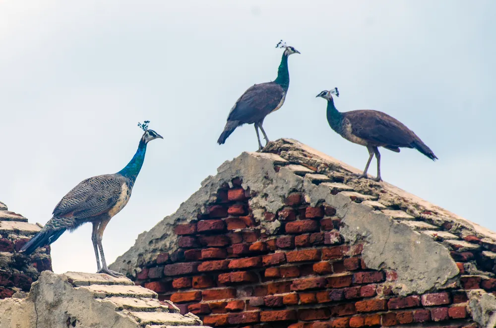 Dhanushkodi, India