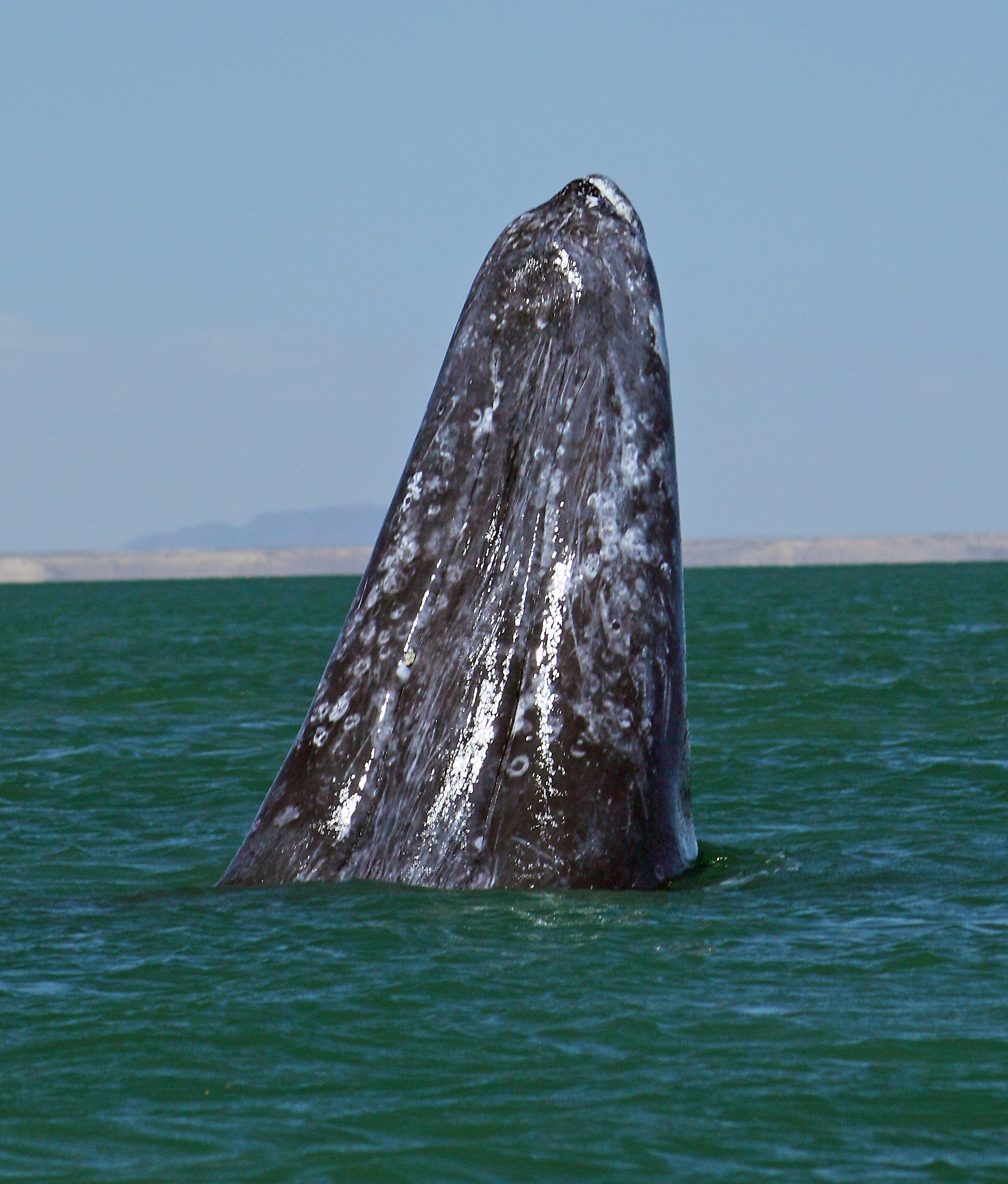 Baja Whale Trail