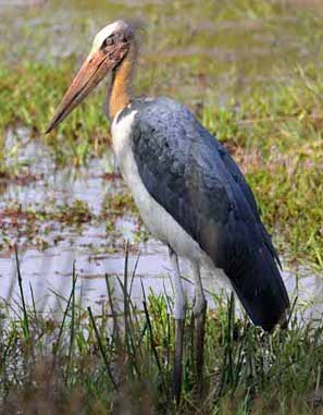 Satpura National Park, India