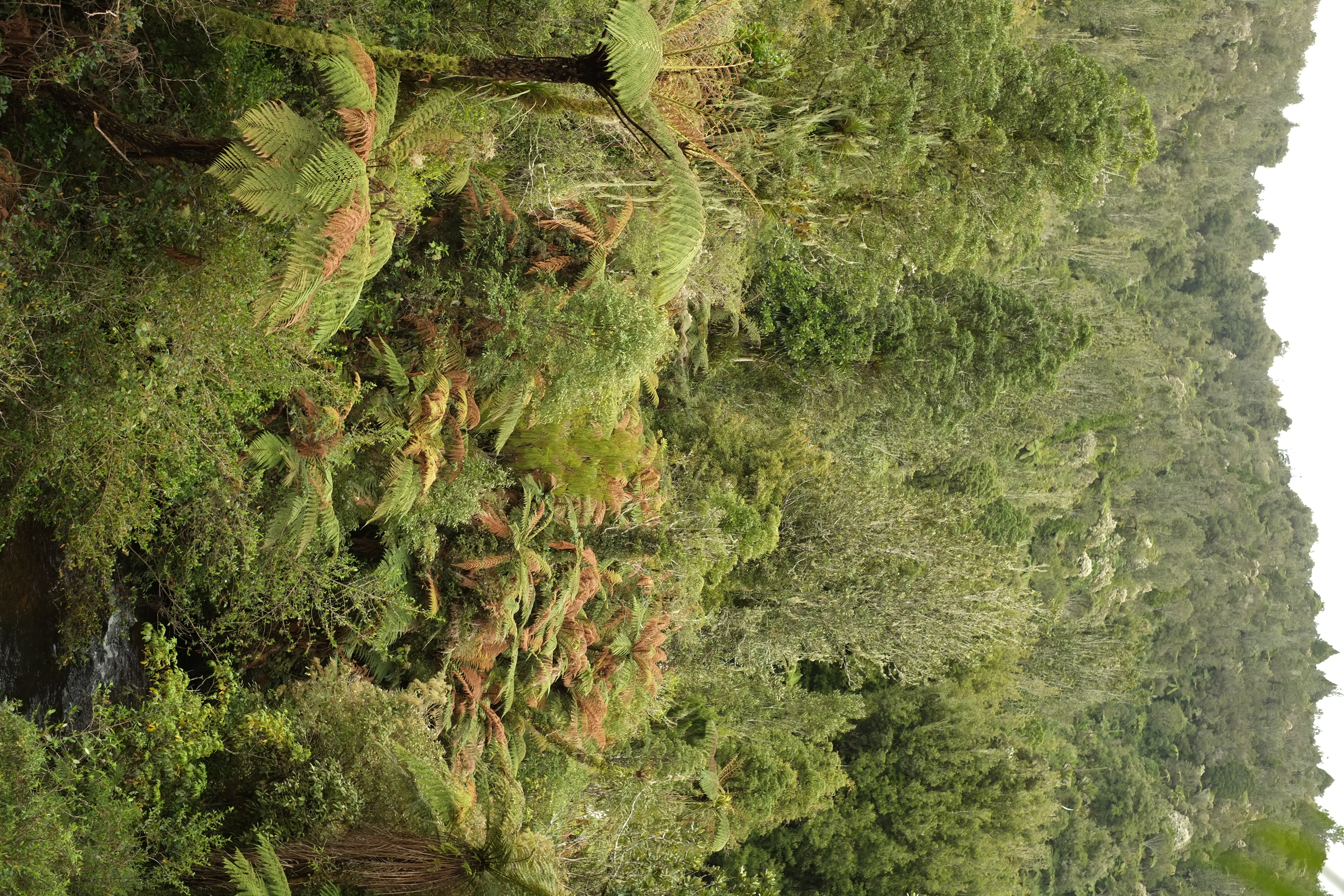 Pirongia, New Zealand