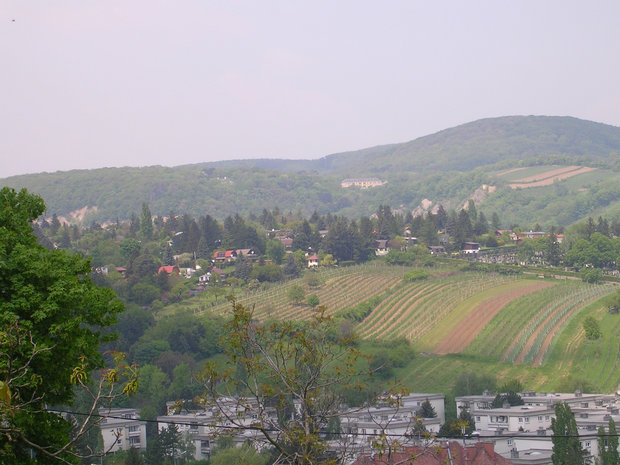 Hackenberg, Vienna