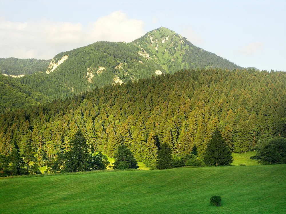 Drienok