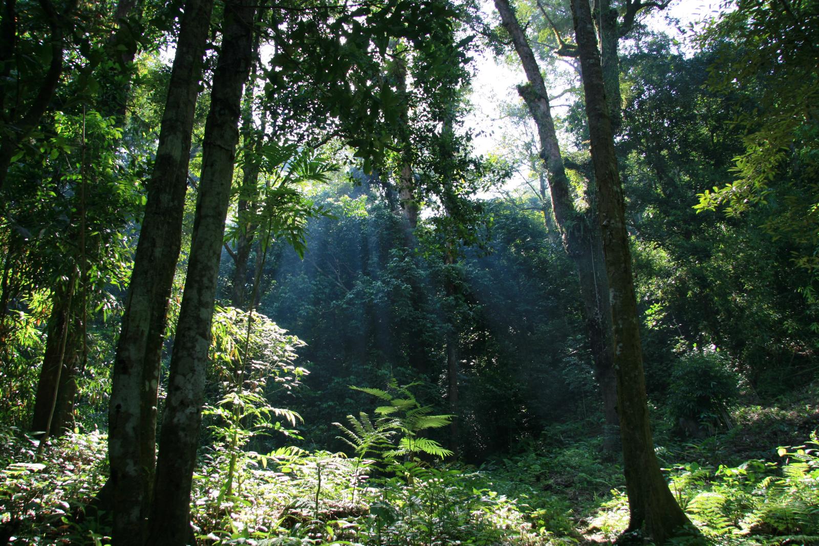 Gunung Palung National Park, Indonesia