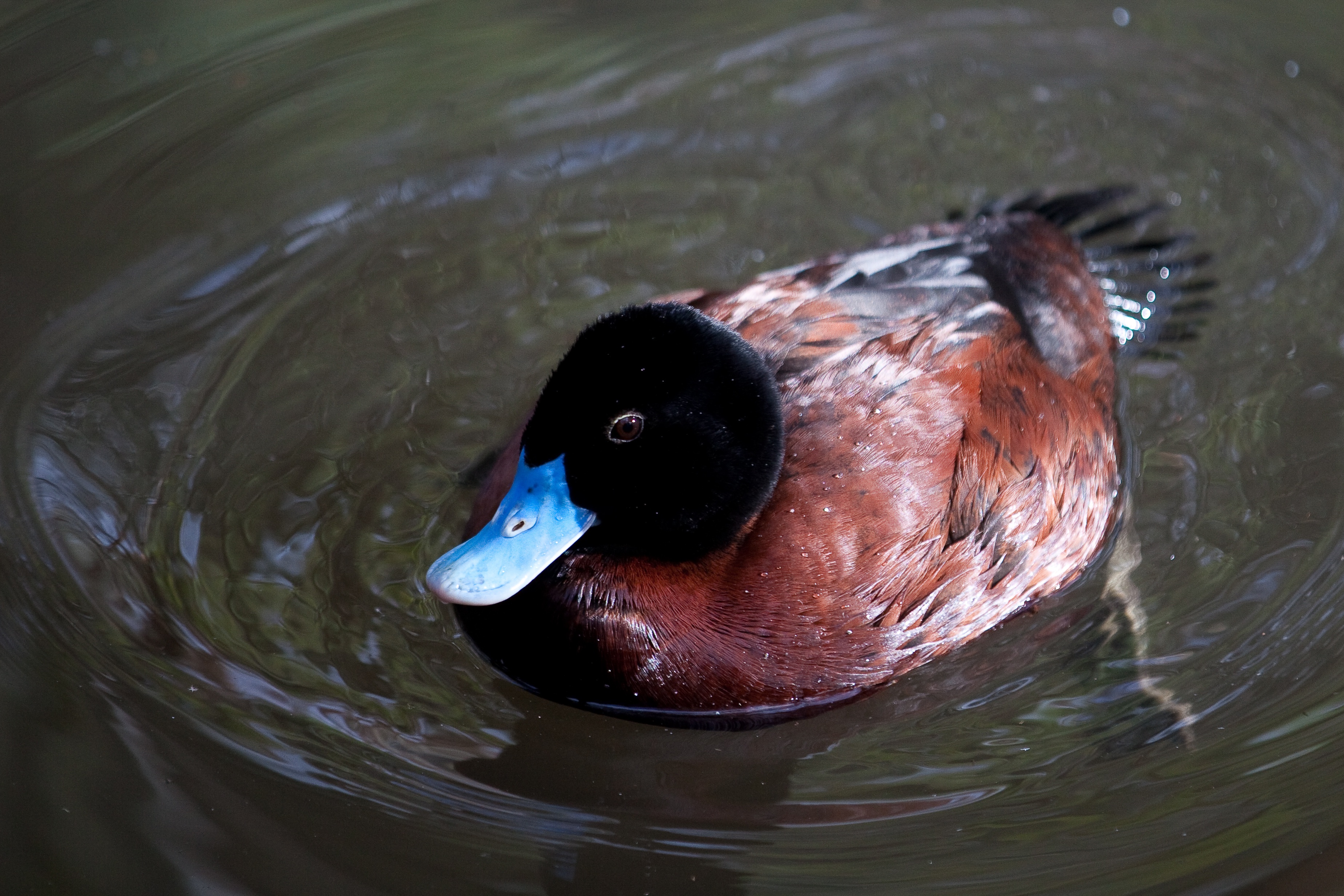 Benger Swamp