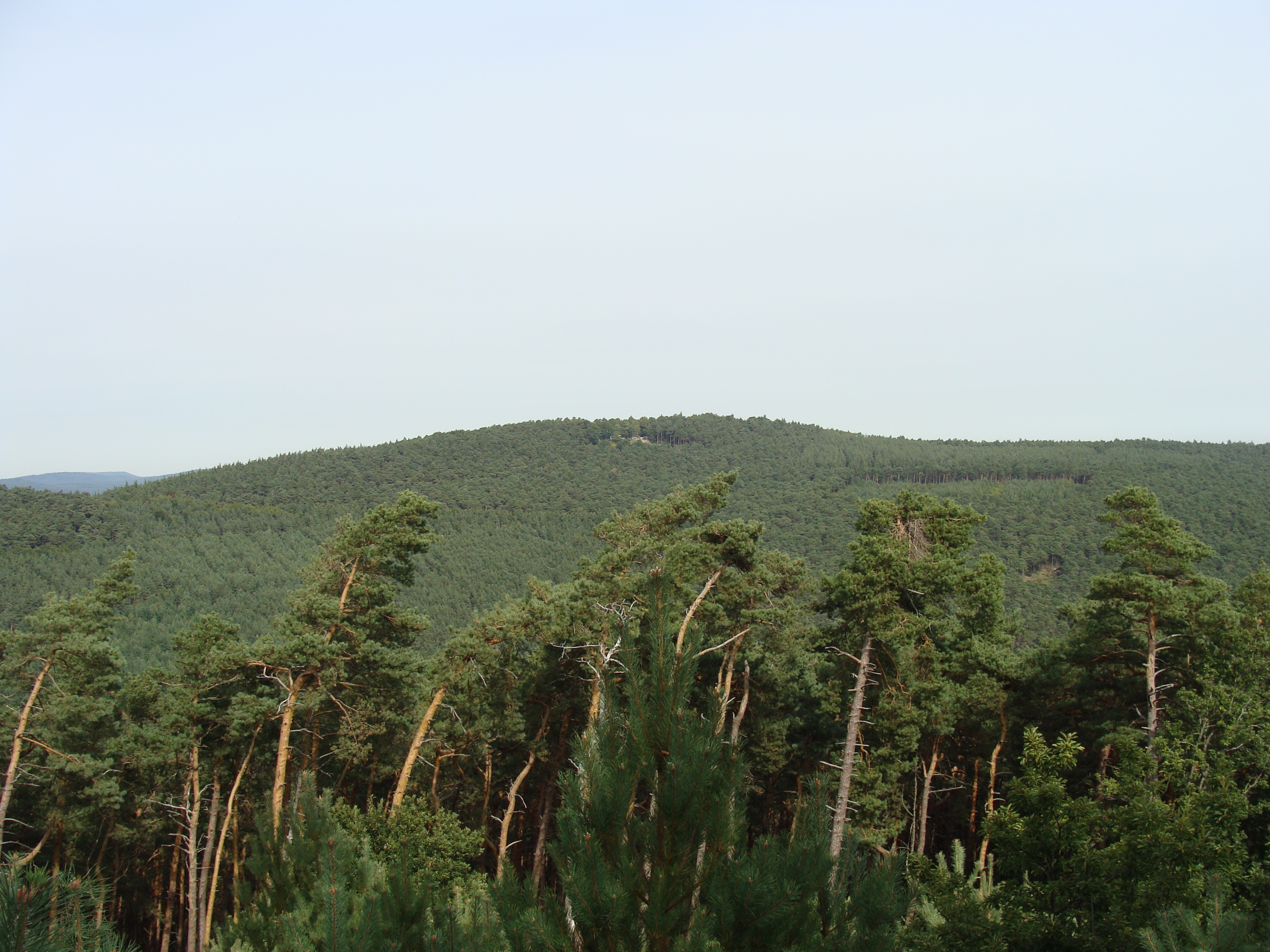 Hohe Loog (Haardt)