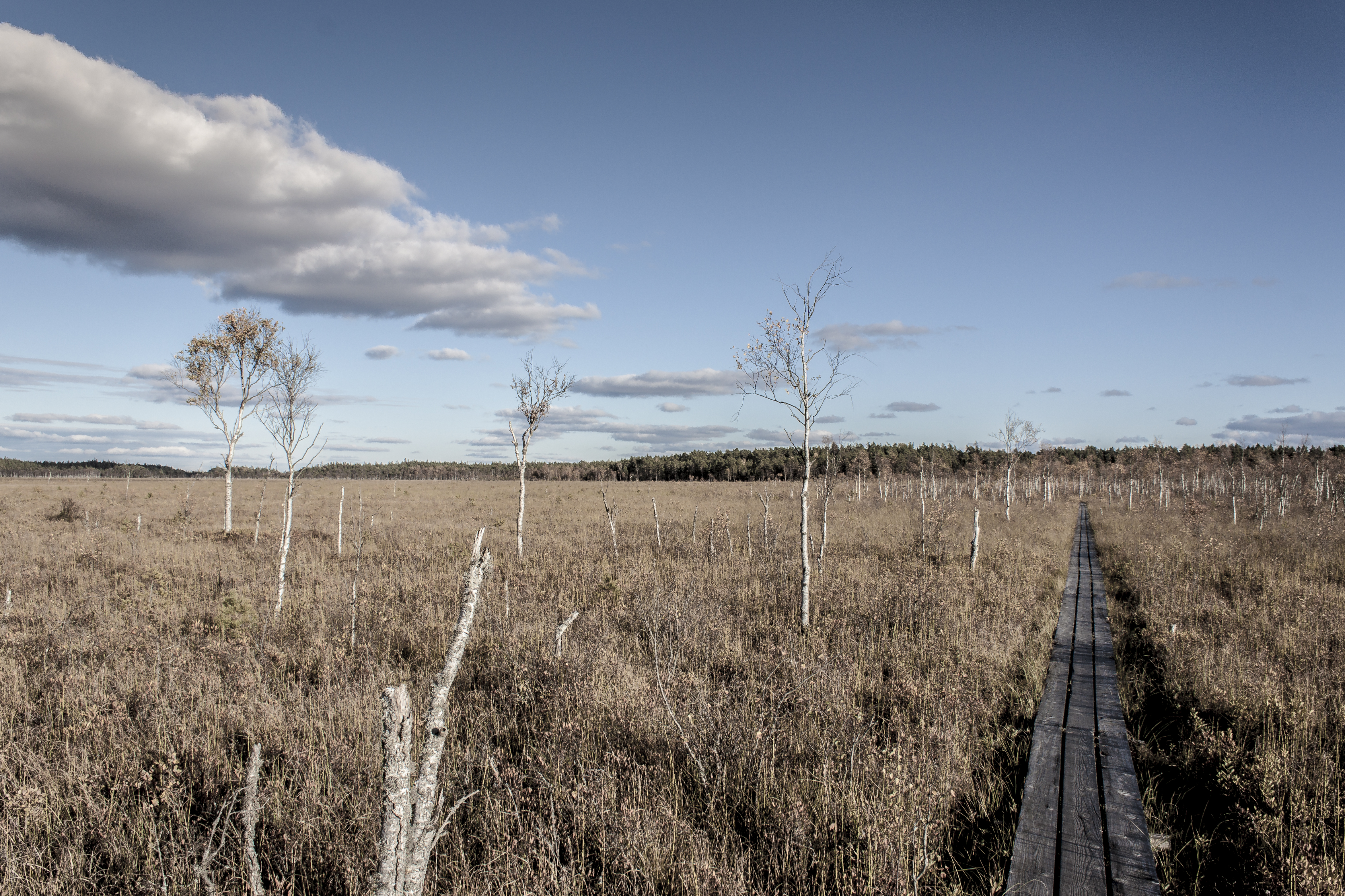 Store Mosse National Park