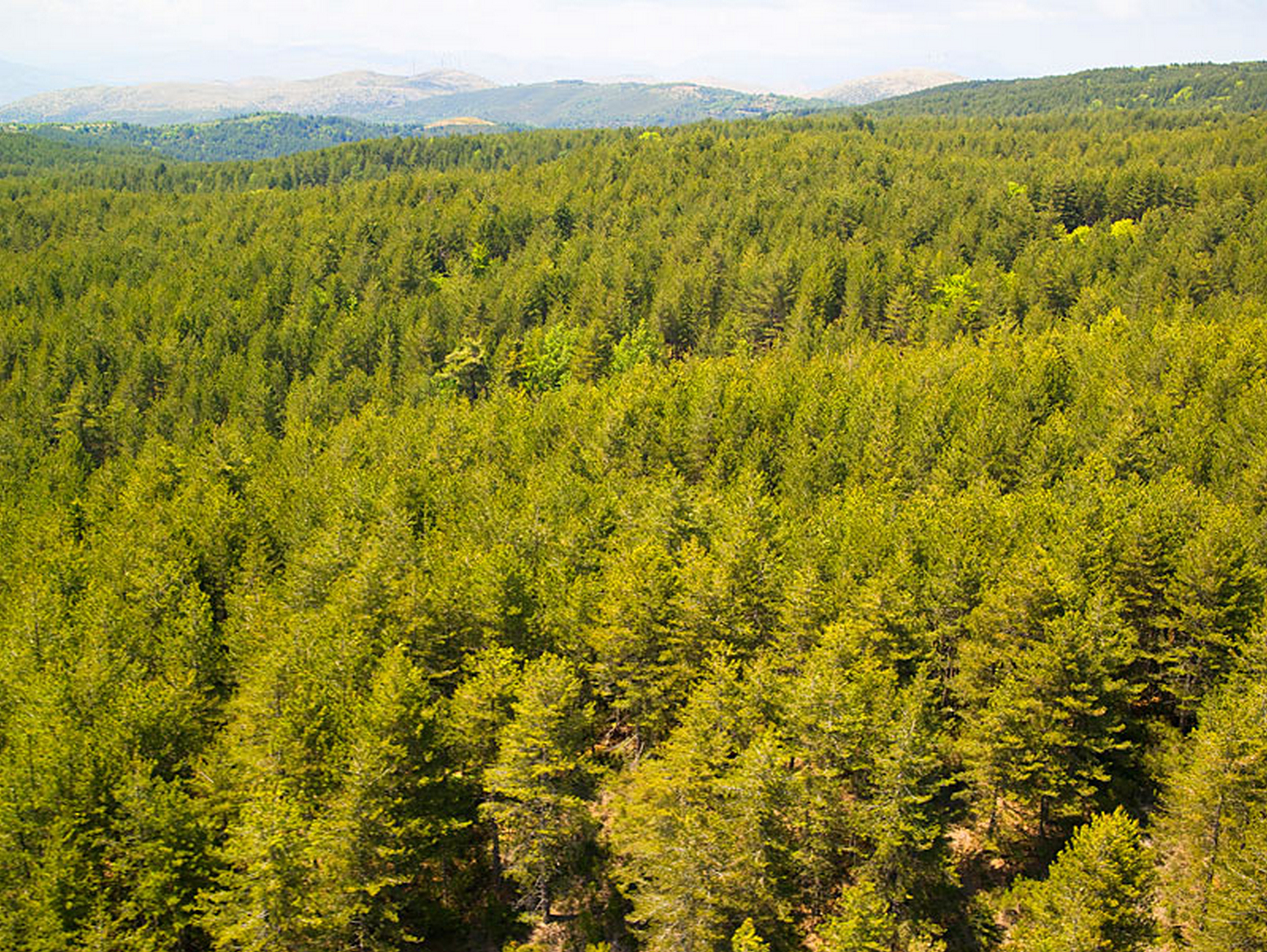 Skiritida forest