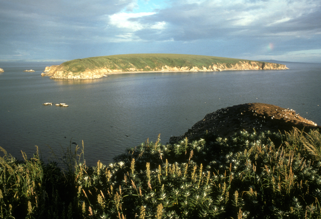 Chamisso Island