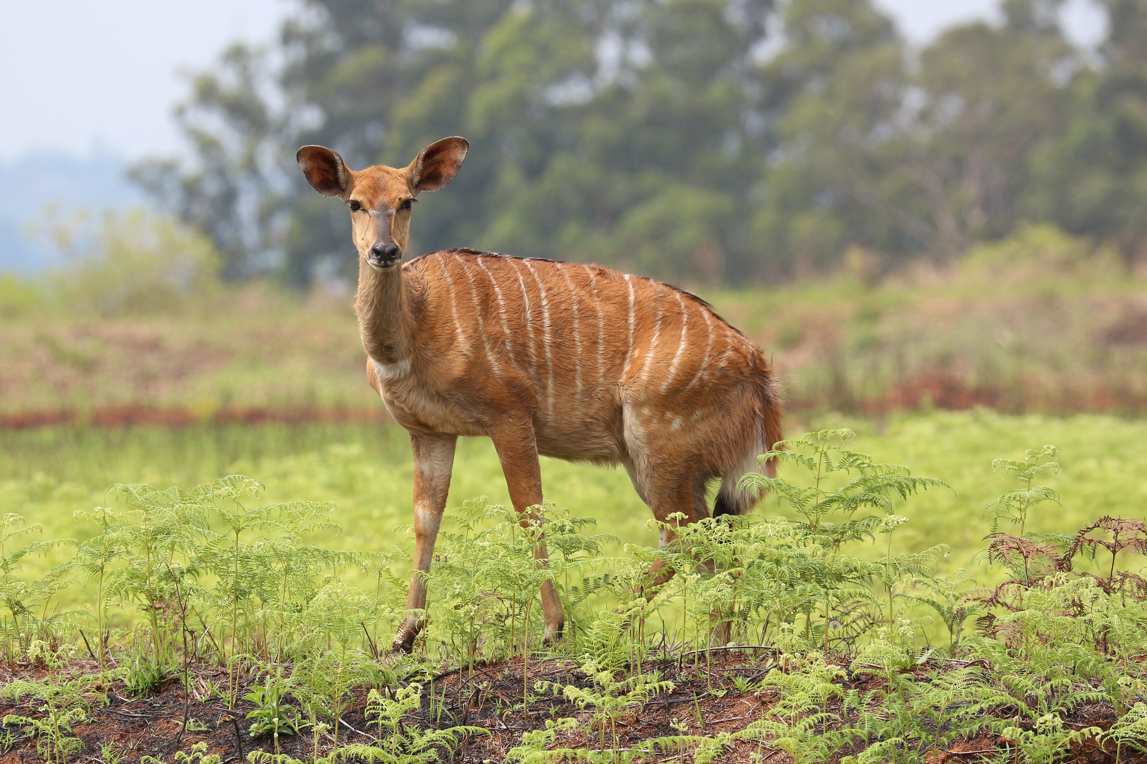Mlilwane Wildlife Sanctuary, Eswatini